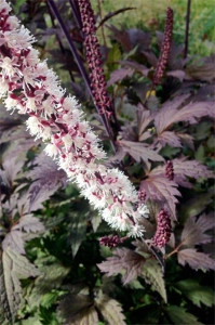 Cimicifuga Racemosa Atropurpurea - Img 2