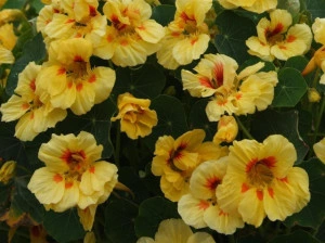 Condurasi Yellow Red