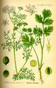 Coriandru-Coriandrum sativum