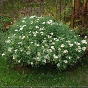Crizantema sălbatică-Tanacetum cinerariifolium