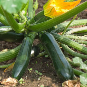 Dovlecel Zucchini-Black Beauty
