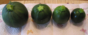 Dovlecel zucchini Piacenza Round Dark