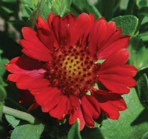 Gaillardia Aristata Arizona Red - Img 2