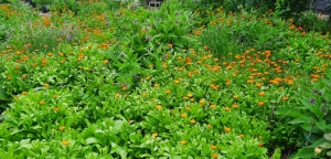 Galbenele-Calendula officinalis - Img 5