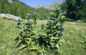 Gentiana Cruciata - Img 4