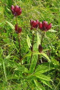 Gentiana Purpurea - Img 3