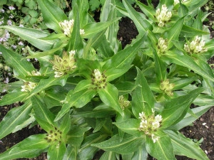 Gentiana Tibetica - Img 3
