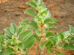 Ginseng Indian-Ashwaganda-Withania somnifera