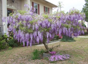 Glicina mov-Wisteria floribunda