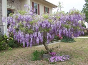 Glicina mov-Wisteria floribunda