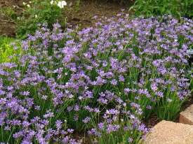 Iarba cu ochi albastri-Sisyrinchium Angustifolium - Img 2