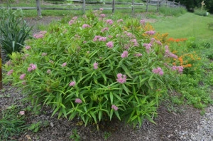 Iarba fluturilor-Asclepias incarnata - Img 3