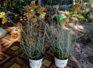 Imortela-Helichrysum arenarium-Siminoc - Img 4
