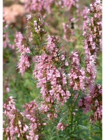 Isop roz-Hyssopus officinalis