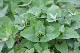 Loboda verde-Atriplex hortensis
