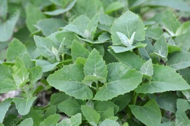 Loboda verde-Atriplex hortensis - Img 3
