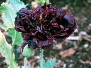 Mac Black Paeony