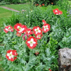Mac Somniferum Danish Flag