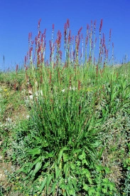 Macris-Rumex acetosa - Img 3