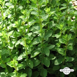Maghiran-Origanum majorana - Img 2