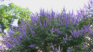 Mielareaua-Vitex agnus castus