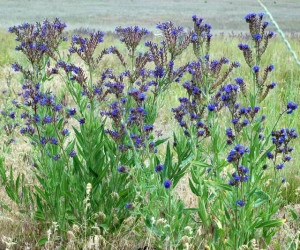 Miruta-Anchusa officinalis - Img 6