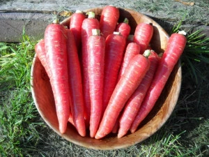 Morcov Atomic Red