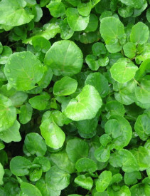 Năsturelul-Nasturtium officianale