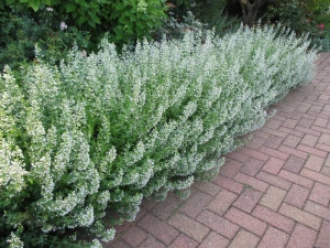 Nepeta cataria-Catusnica  - Img 2