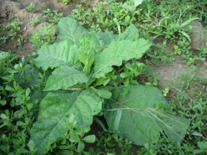 Nicotiana-Regina noptii alba - Img 2
