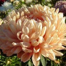 Ochiul boului-Callistephus chinensis Paeony Janina - Img 3