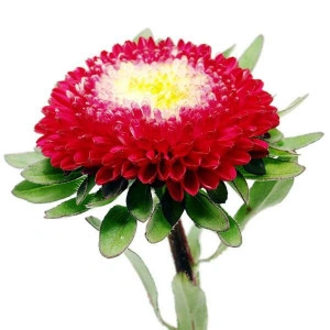 Ochiul boului-Callistephus chinensis Pompon Gusford - Img 2