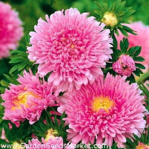 Ochiul boului-Callistephus chinensis Princess pink