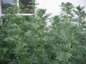 Pelin-Artemisia