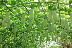 Pepene galben de iarna Wax Gourd - Img 4