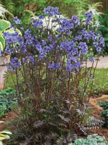 Polemonium Yezoense Purple Rain Strain - Img 3