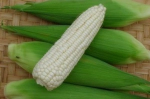 Porumb White Corn