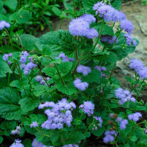 Pufuleti albastri-Ageratum Houstonianum