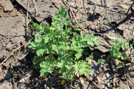 Rostopasca-Chelidonium Majus