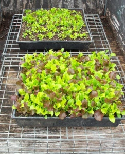 Salata Baby Leaf  - Img 2
