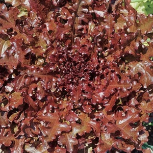 Salata Rossa Ricciolina - Img 2