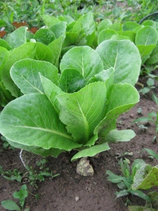 Salata verde Romaine-Cos Lettuce - Img 4