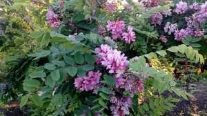 Salcam roz-Robinia Hispida - Img 4