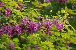 Salcam roz-Robinia Hispida