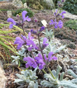 Salvia Cyanescens