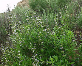 Salvia Mellifera-Black Sage