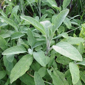 Salvia off. - Img 3