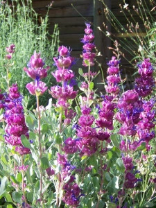 Salvia Pachyphylla