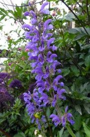 Salvia Transilvanica - Img 2