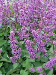 Salvia Verticillata Purple Rain - Img 4